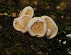 Pseudomerulius