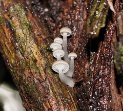 Roridomyces austrororidus