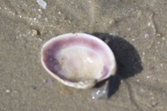 Katelysia rhytiphora