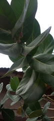 Calotropis procera image