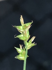 Carex retroflexa