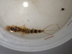 Ephemera vulgata