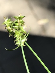 Carex retroflexa