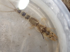 Ephemera vulgata