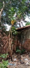 Calotropis procera image