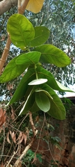 Calotropis procera