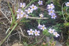 Chaenostoma floribundum