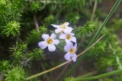 Chaenostoma floribundum