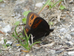 Erebia triarius