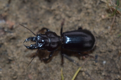 Scarites bucida