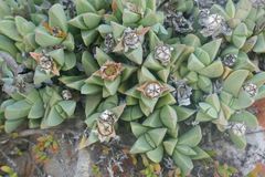 Corpuscularia lehmannii