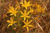Goldenstar - Photo (c) Jerry Kirkhart, some rights reserved (CC BY)
