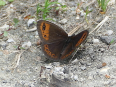 Erebia triarius