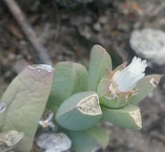 Corpuscularia lehmannii