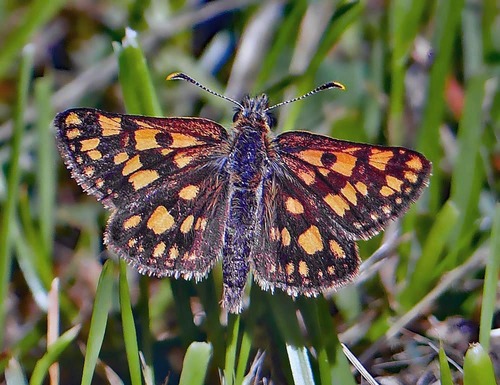 Western Arctic Skipper
