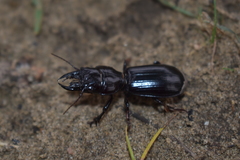 Scarites bucida