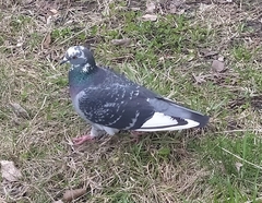 Columba livia domestica