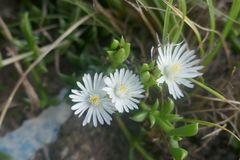 Delosperma uncinatum