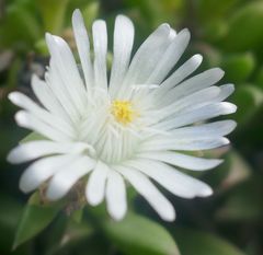 Delosperma uncinatum