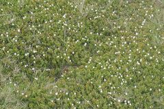 Delosperma uncinatum