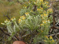 Brachyglottis cassinioides