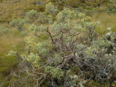 Brachyglottis cassinioides