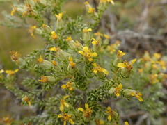 Brachyglottis cassinioides