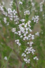 Erica simulans