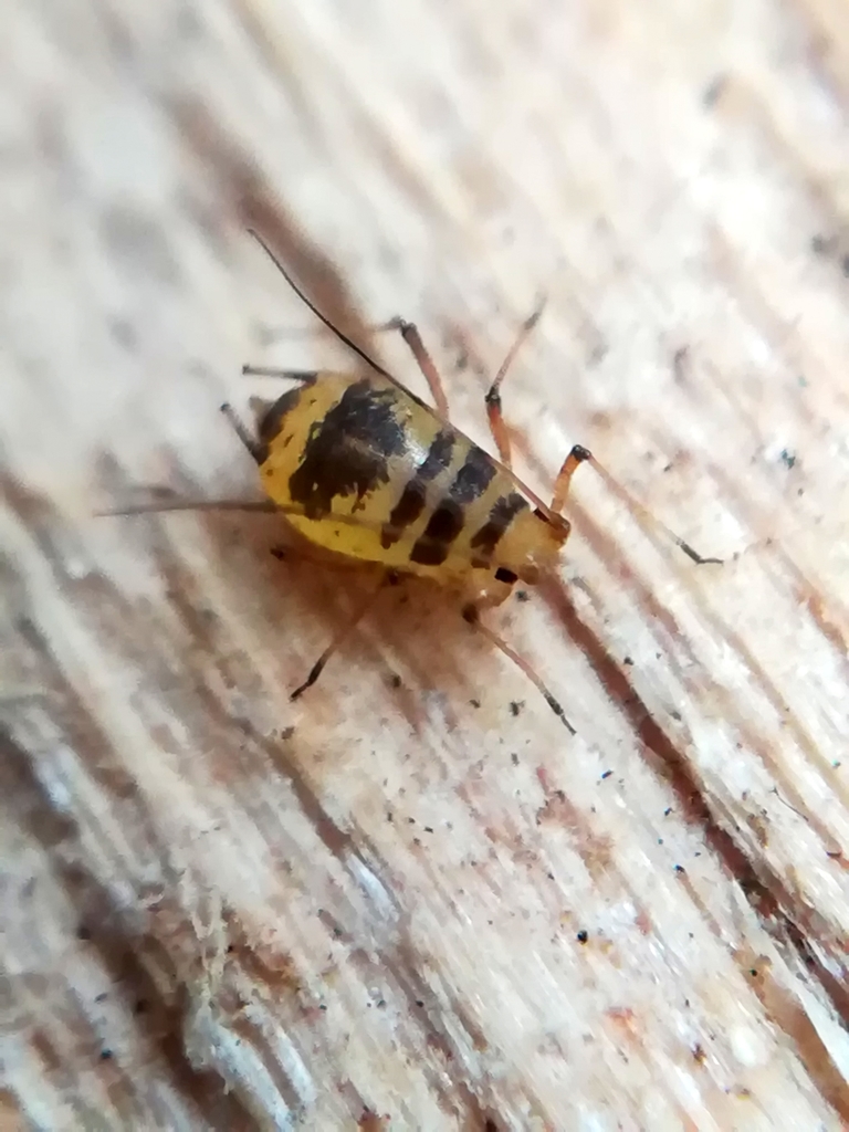 Crescent-marked Lily Aphid