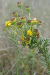 Euryops algoensis