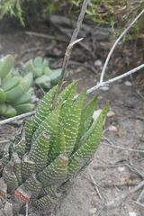 Haworthiopsis fasciata