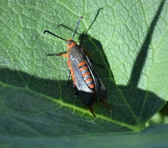 Eichlinia grande
