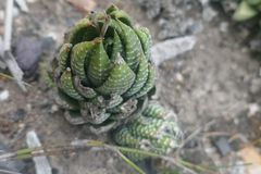 Haworthiopsis fasciata