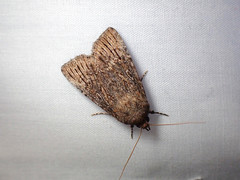 Ectopatria mundoides