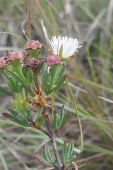 Lampranthus productus