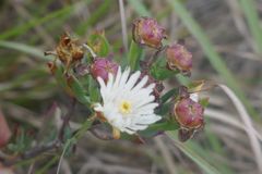 Lampranthus productus