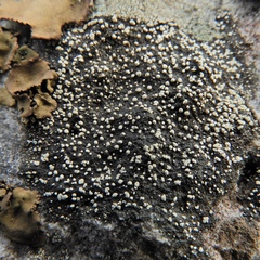 Rhizocarpon eupetraeum
