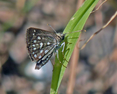 Piruna aea