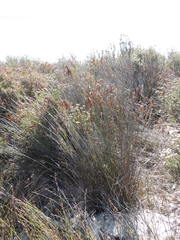 Thamnochortus spicigerus