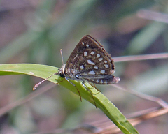 Piruna aea