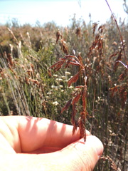 Thamnochortus spicigerus