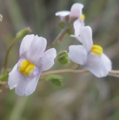 Nemesia ligulata