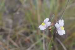 Nemesia ligulata