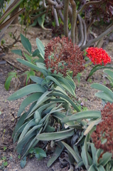 Crassula perfoliata