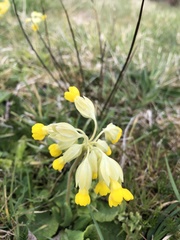 Primula veris