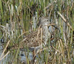 Tringa stagnatilis