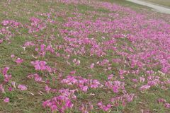 Oxalis imbricata