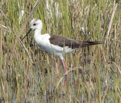 Himantopus himantopus