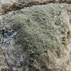 Circinaria caesiocinerea