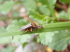 Lycocerus gressitti